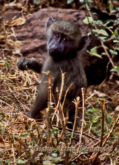 Baboon-Baby-Lake-Manayara-NP-Tanzania